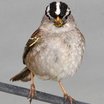 White-crowned Sparrow